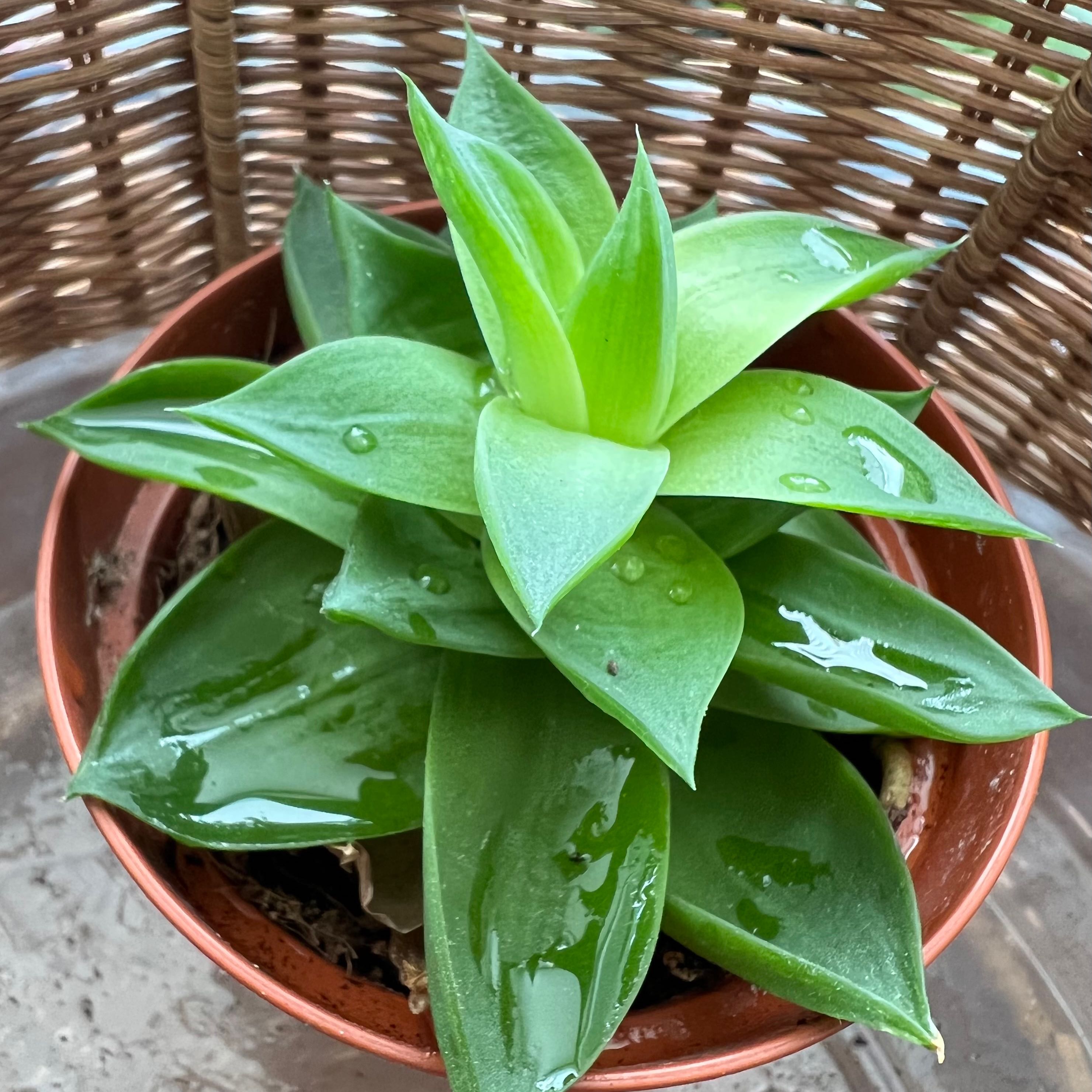 Photo of the plant species Haworthia ramosa by Marcia named Your plant on Greg, the plant care app