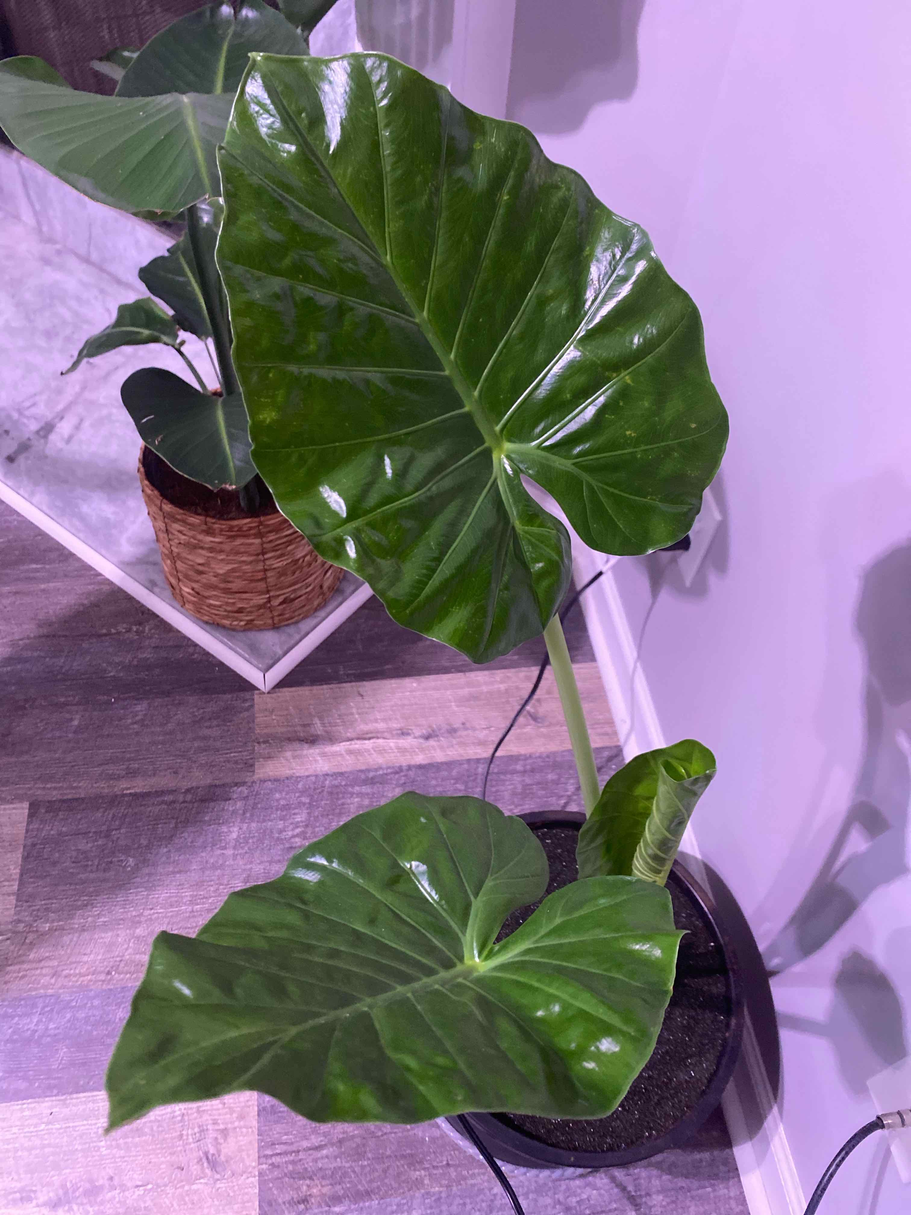 Alocasia gagaena 'California' plant with large, glossy green leaves in a pot.