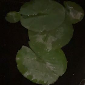 Photo of the plant species European White Waterlily by @ProudCoccoon89 named Luna on Greg, the plant care app
