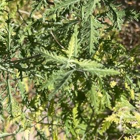 Photo of the plant species Russian Sage by @PopularHope39 named Sage on Greg, the plant care app