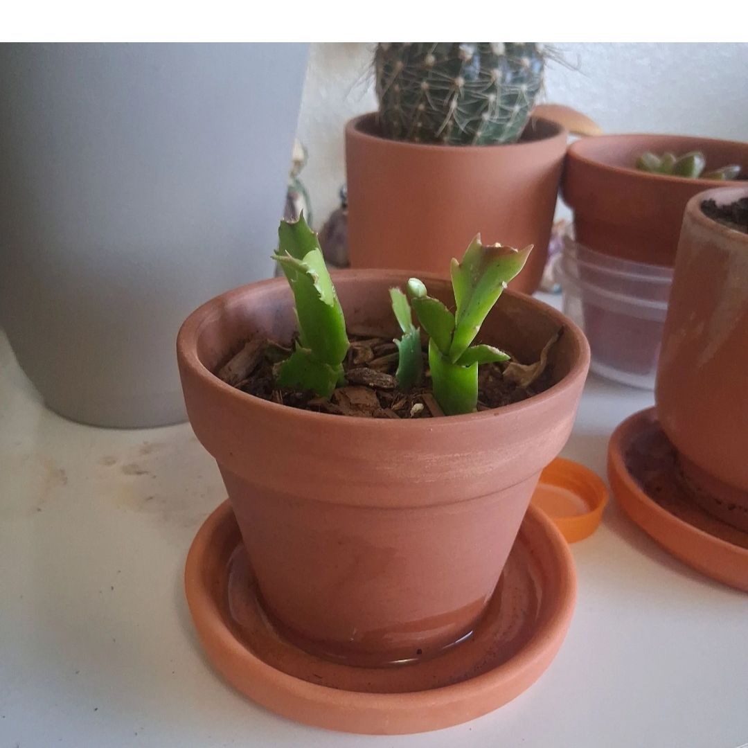 Photo of the plant species White Thanksgiving Cactus by @ChicClubmoss8 named Gomez Adams on Greg, the plant care app