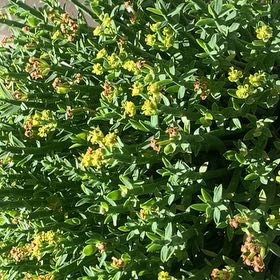 Photo of the plant species Pencil Milkbush by @BraveMexico96 named Zeus on Greg, the plant care app