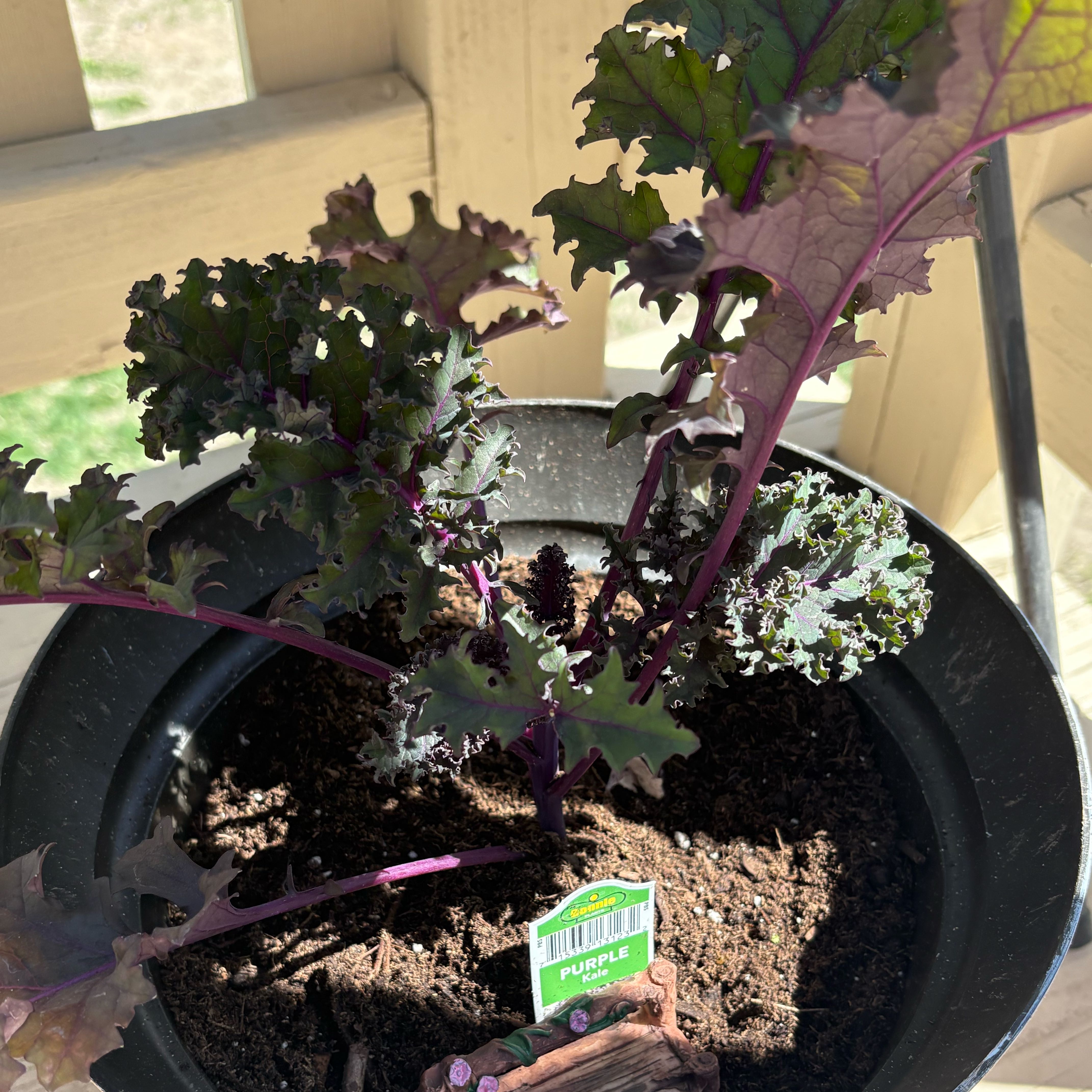 Photo of the plant species Pigeon Purple Kale by @ScarletA named Harmony on Greg, the plant care app