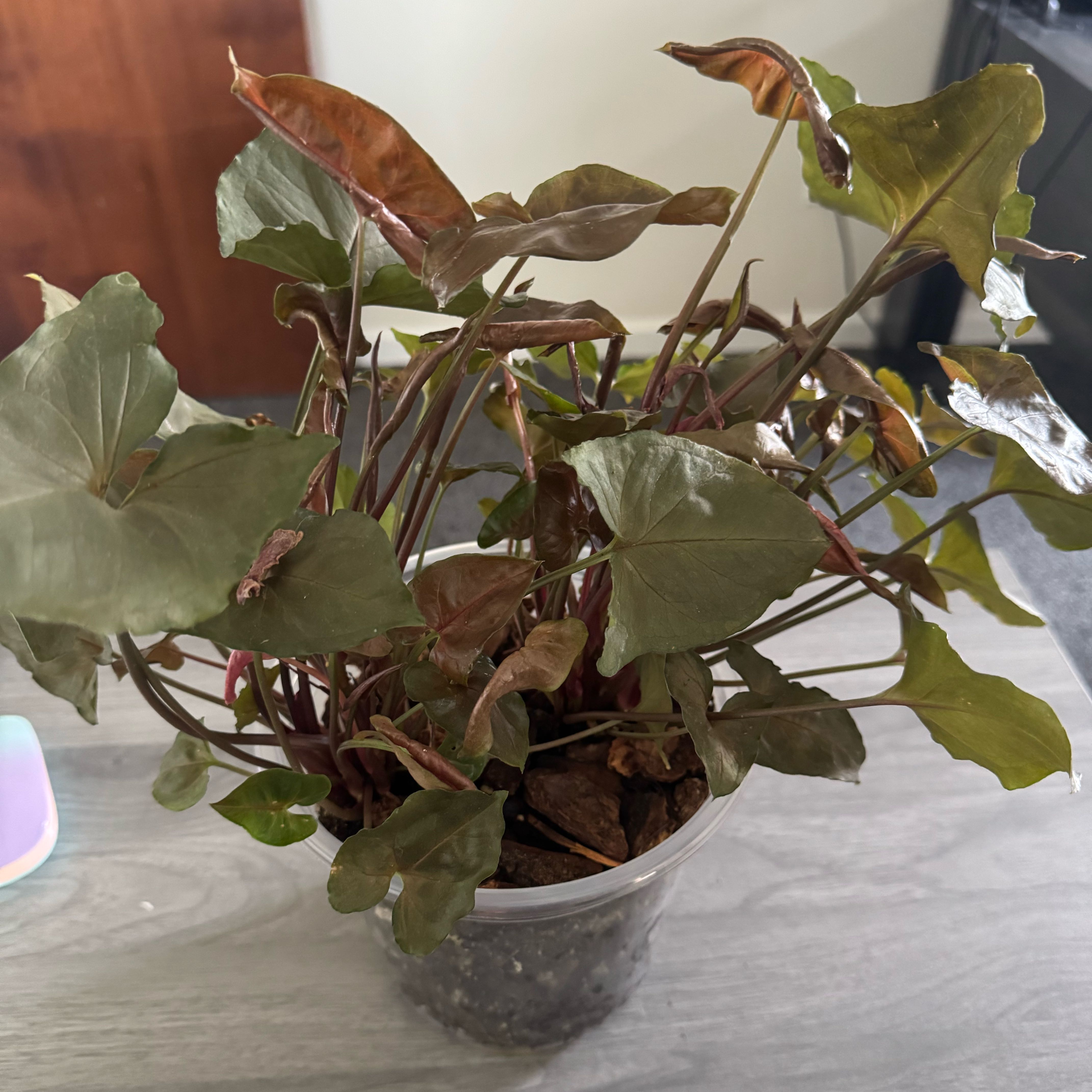 Photo of the plant species Bronze Maria Allusion by @FicusAndFiction named Curie on Greg, the plant care app