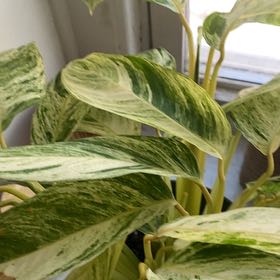 Photo of the plant species Charlie's Stromanthe by @ZealKnifeacacia named Sanders on Greg, the plant care app