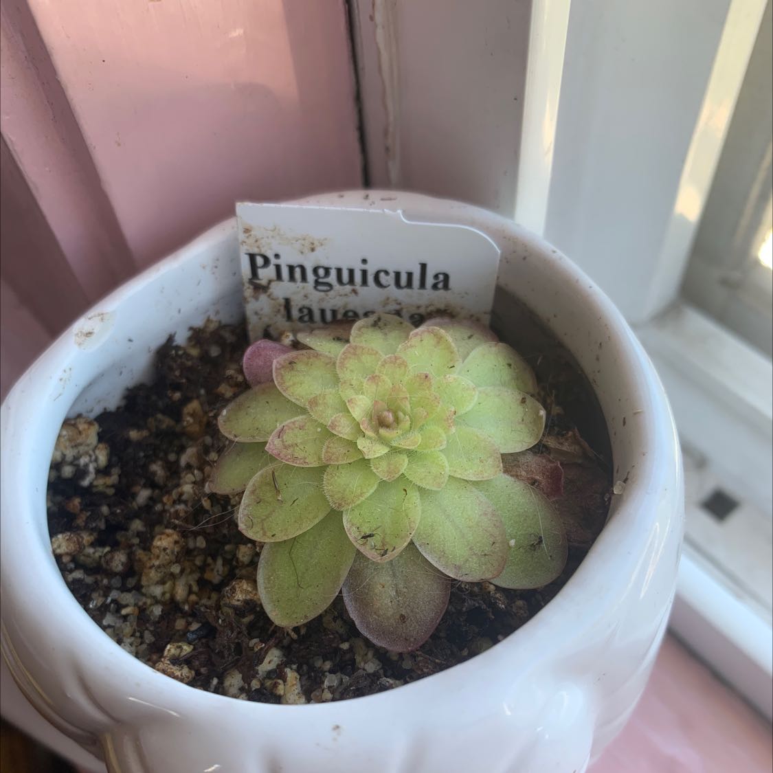 Photo of the plant species pinguicula laueana 'Red' by @Keihawt named Audrey on Greg, the plant care app