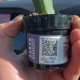 Photo of the plant species Common Iceplant by @TastyEndive37 named Muhammad Ali on Greg, the plant care app