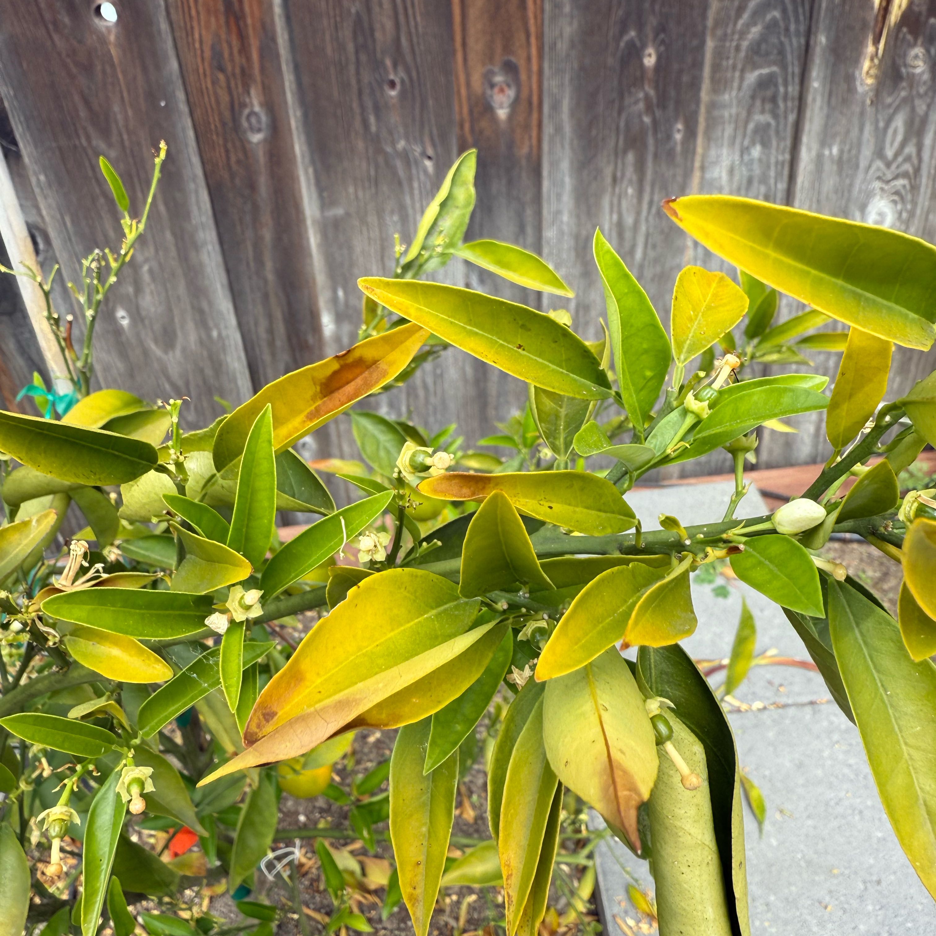 Photo of the plant species Cara Cara Orange Tree by @UberGray90 named Taylor Swift on Greg, the plant care app