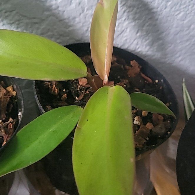Photo of the plant species Tangerine Philodendron by @EarlyPaleflax named Tangie on Greg, the plant care app
