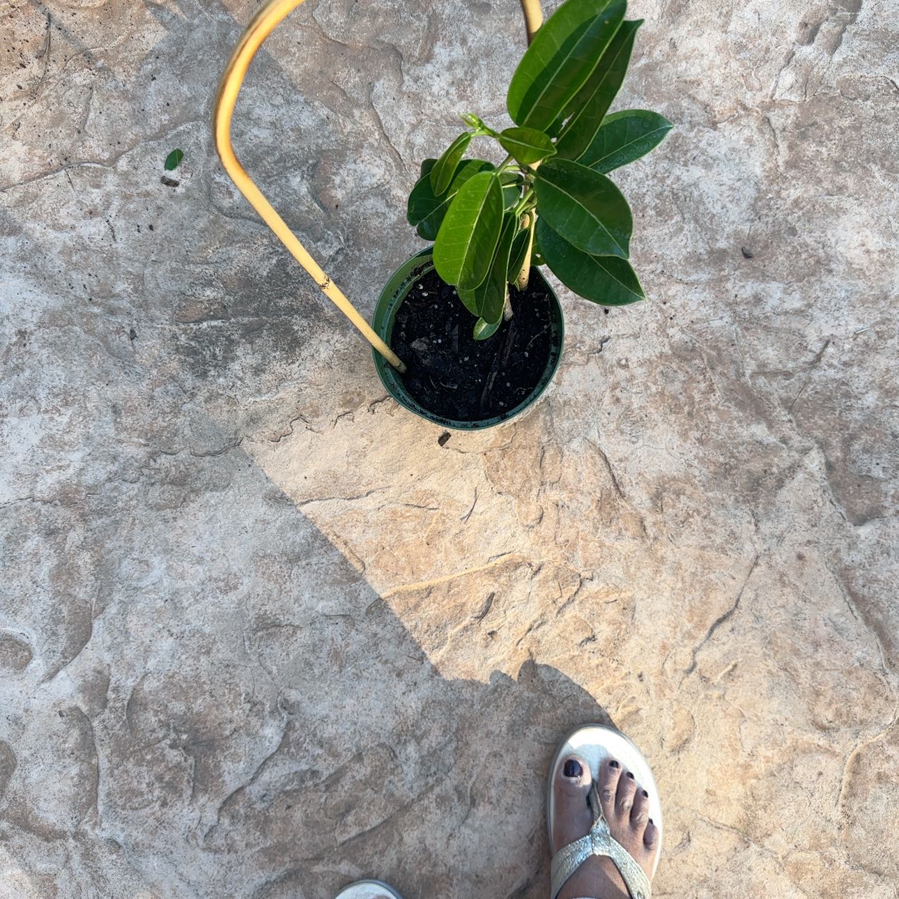 Photo of the plant species Variegated Madagascar Jasmine by @BackupRye53 named Willow on Greg, the plant care app