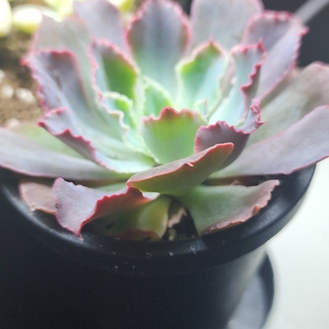 Photo of the plant species Echeveria 'Neon Breaker' by @chowmein420 named Willow on Greg, the plant care app