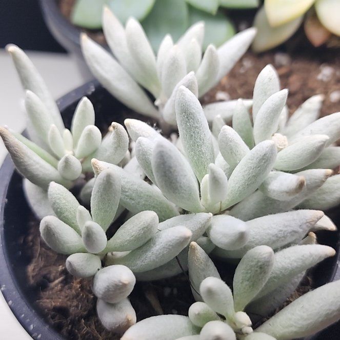 Photo of the plant species Woolly Senecio by @chowmein420 named Moth on Greg, the plant care app