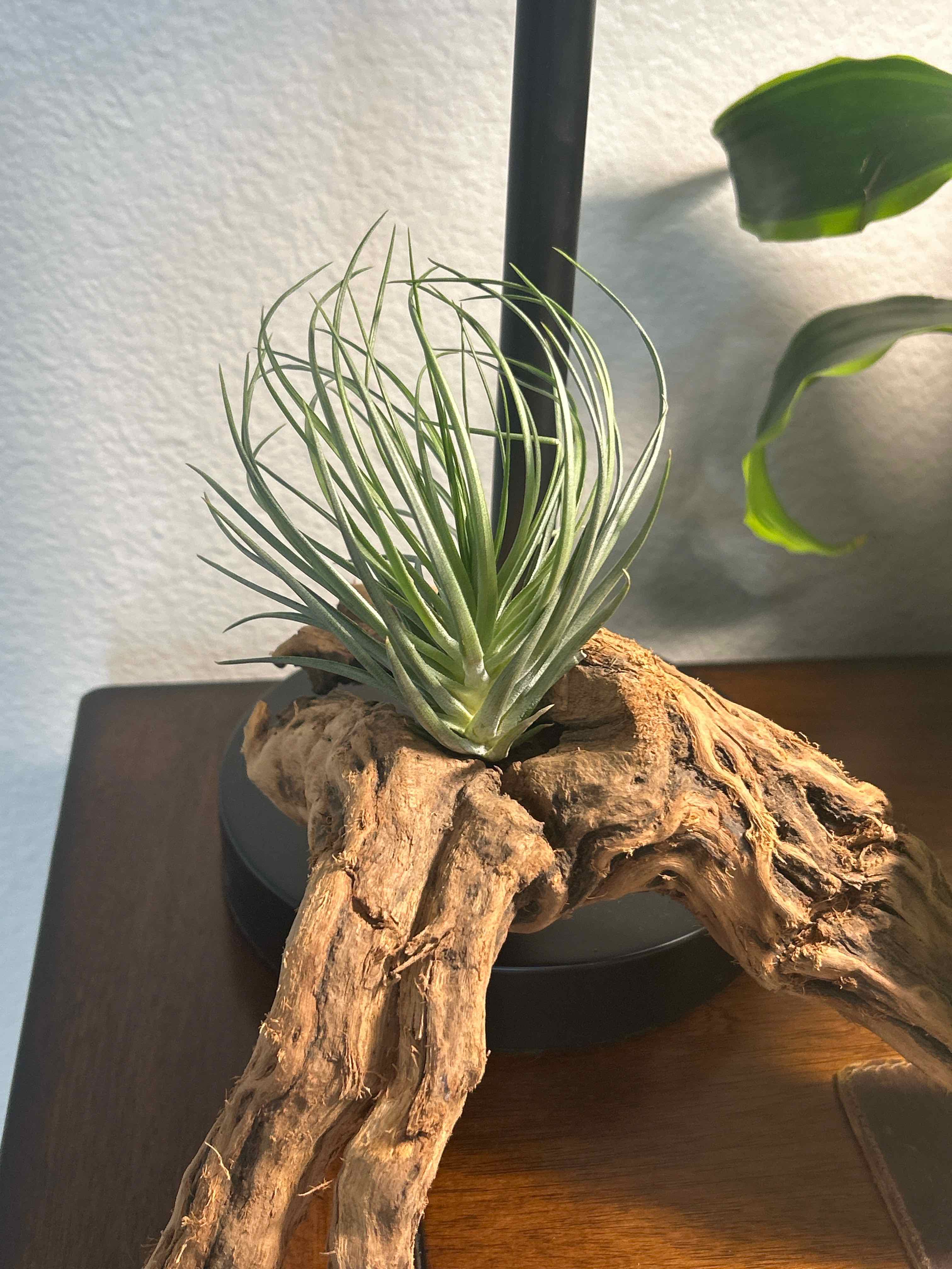 Photo of the plant species Tillandsia Stricta by @RootWrangler named Tilly on Greg, the plant care app