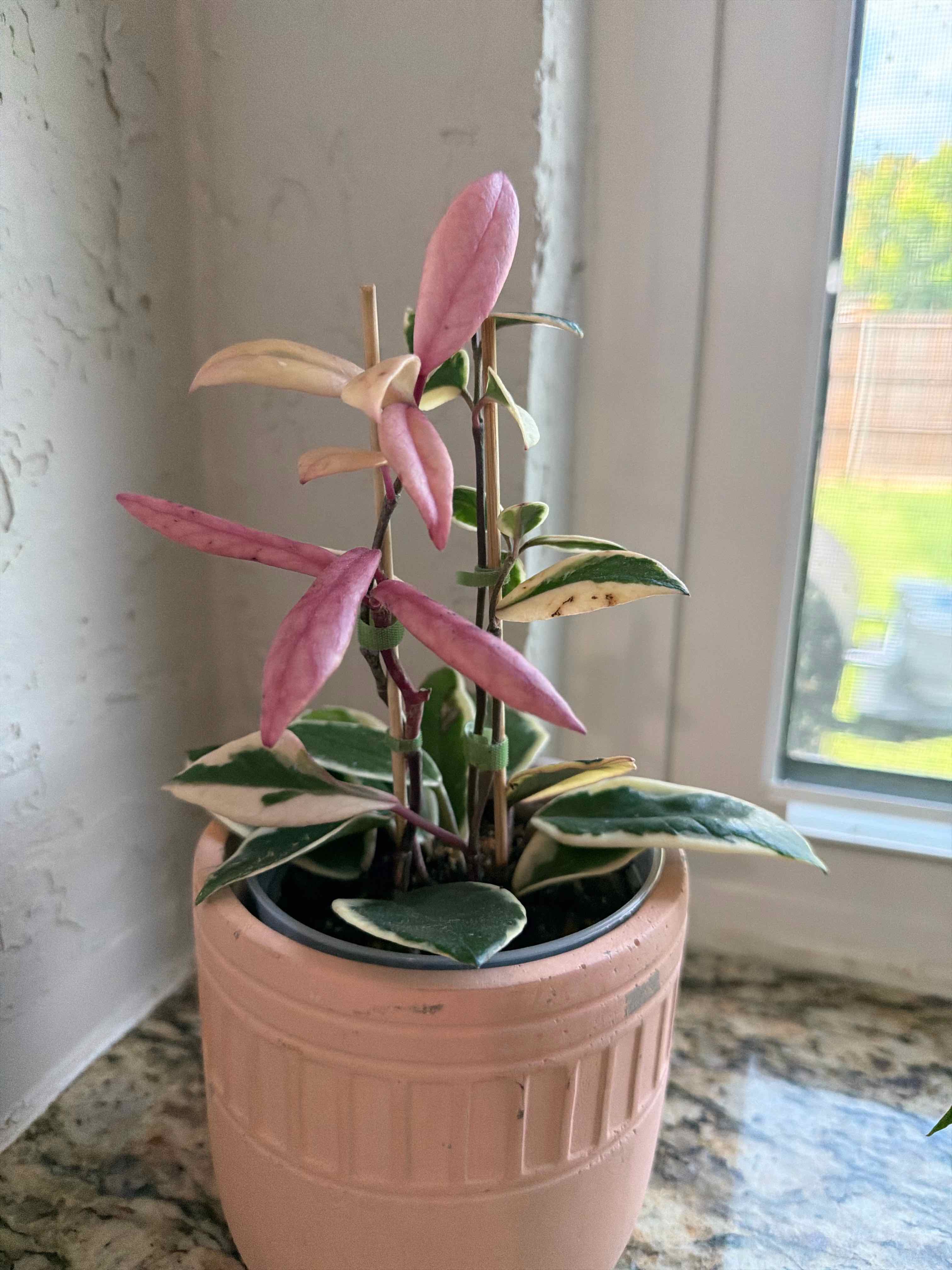 Photo of the plant species Hoya ‘Flamingo Dreams’ by @RootWrangler named Coral on Greg, the plant care app
