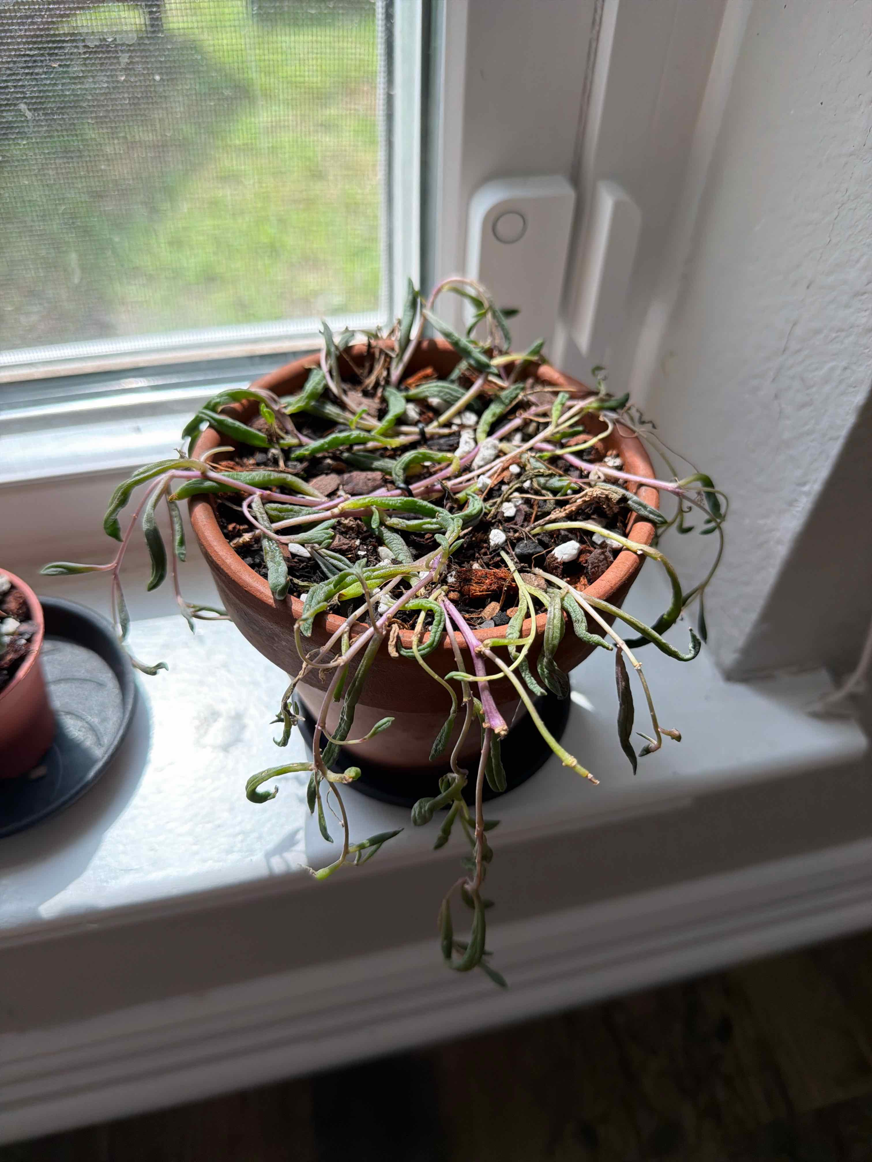 Photo of the plant species String of Rubies by @RootWrangler named Ruby on Greg, the plant care app