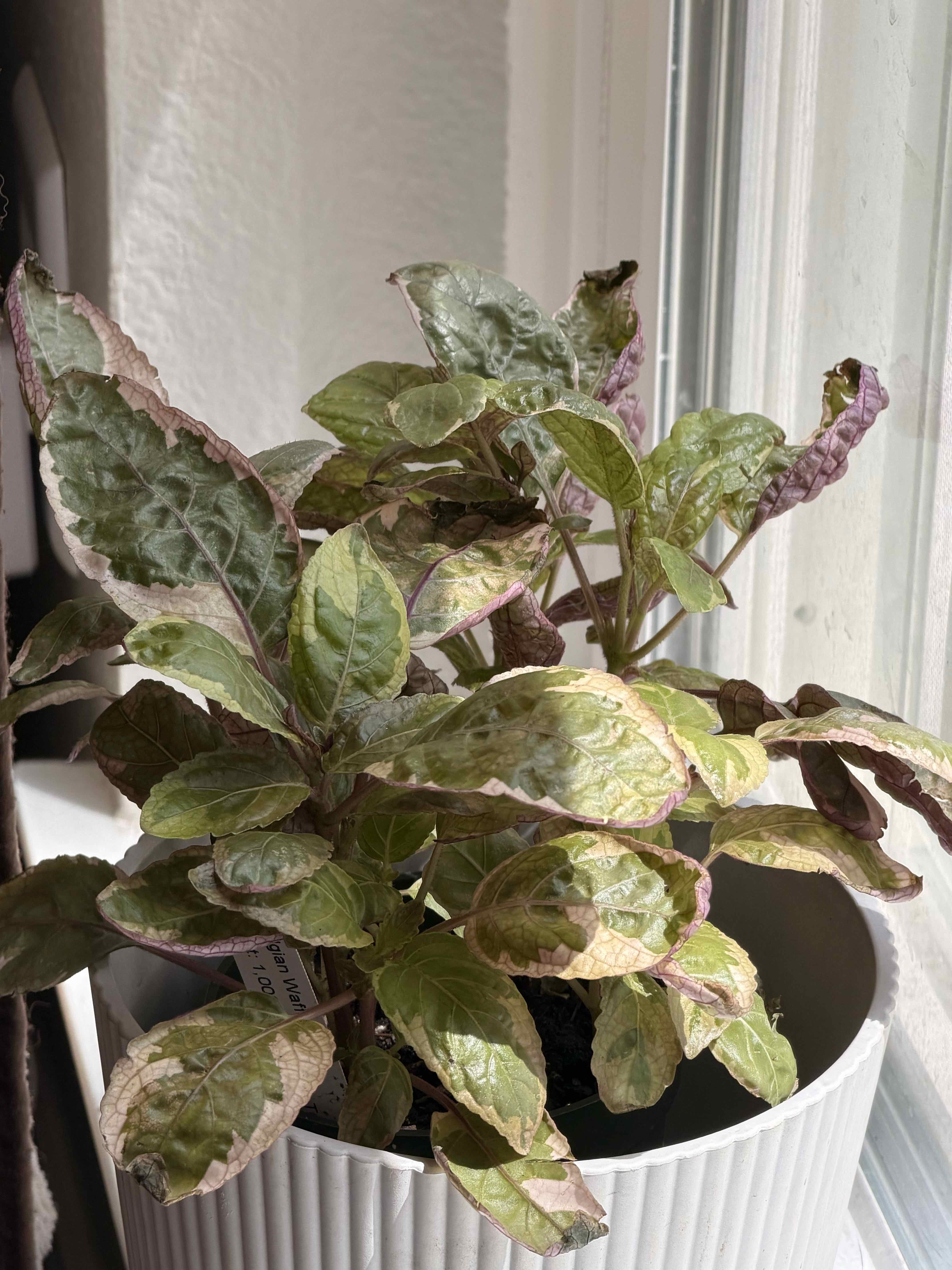 Photo of the plant species Snow White Waffle Plant by @RootWrangler named Eggo on Greg, the plant care app