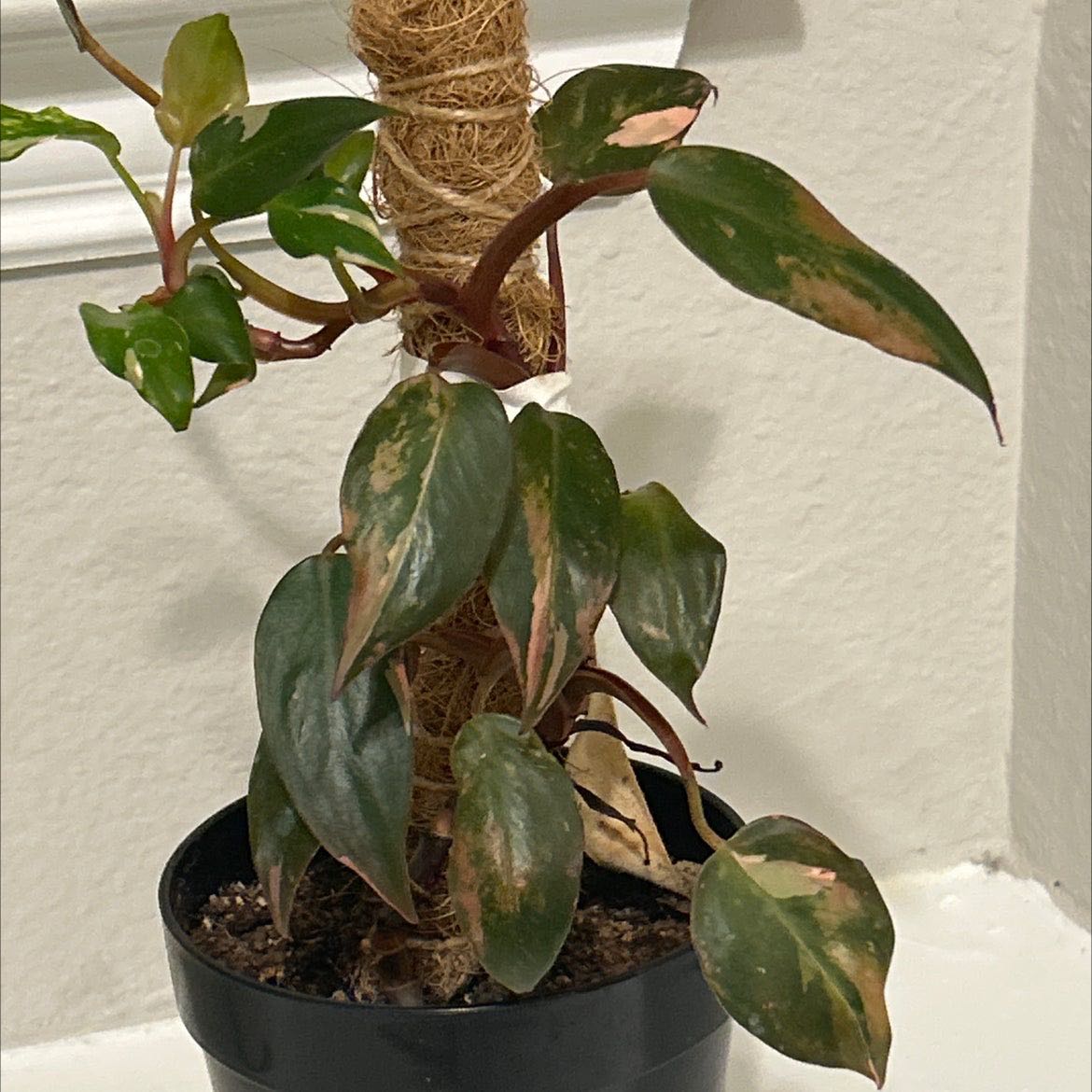 Pink princess philo roots