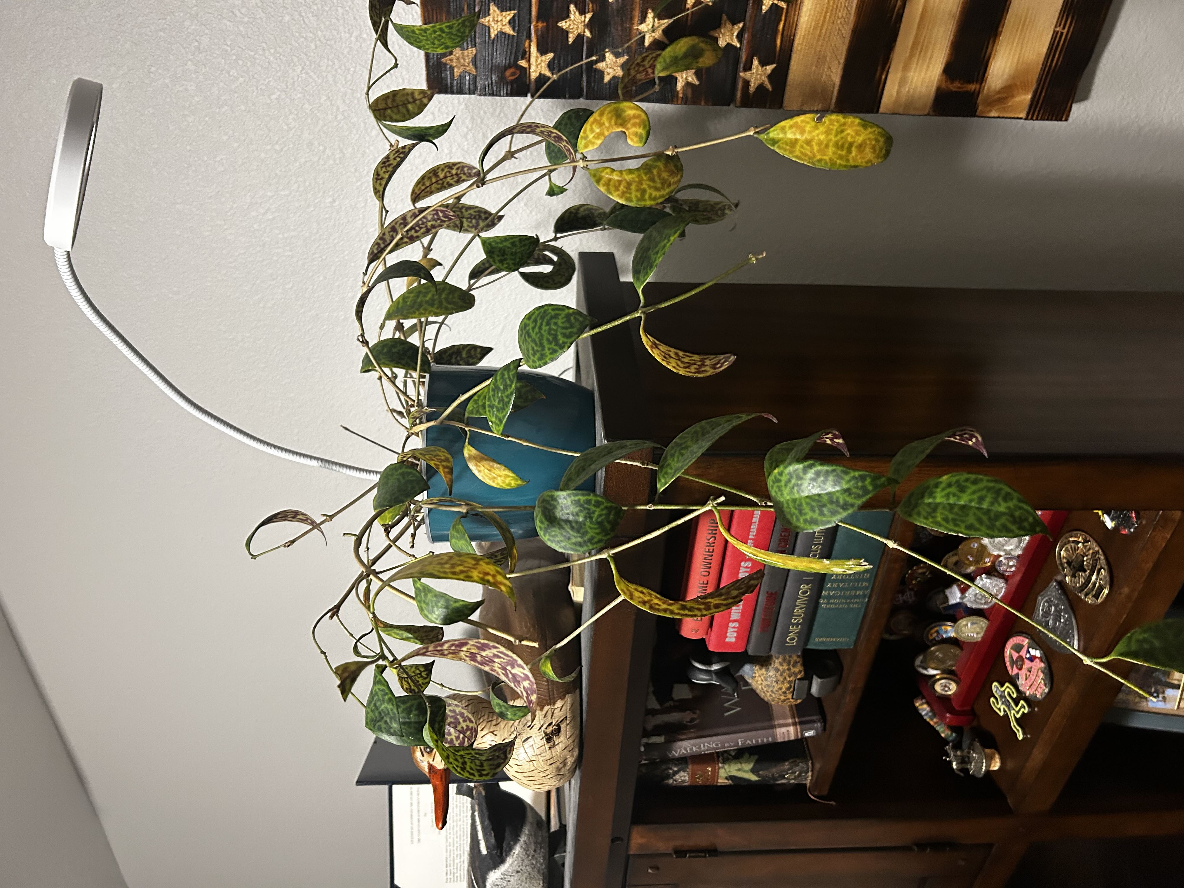 Photo from the post