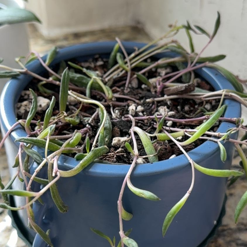 Photo of the plant species String of Rubies by @RootWrangler named Ruby 2 on Greg, the plant care app