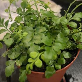 Photo of the plant species Austral Gem Fern by @RootWrangler named Fernesto on Greg, the plant care app