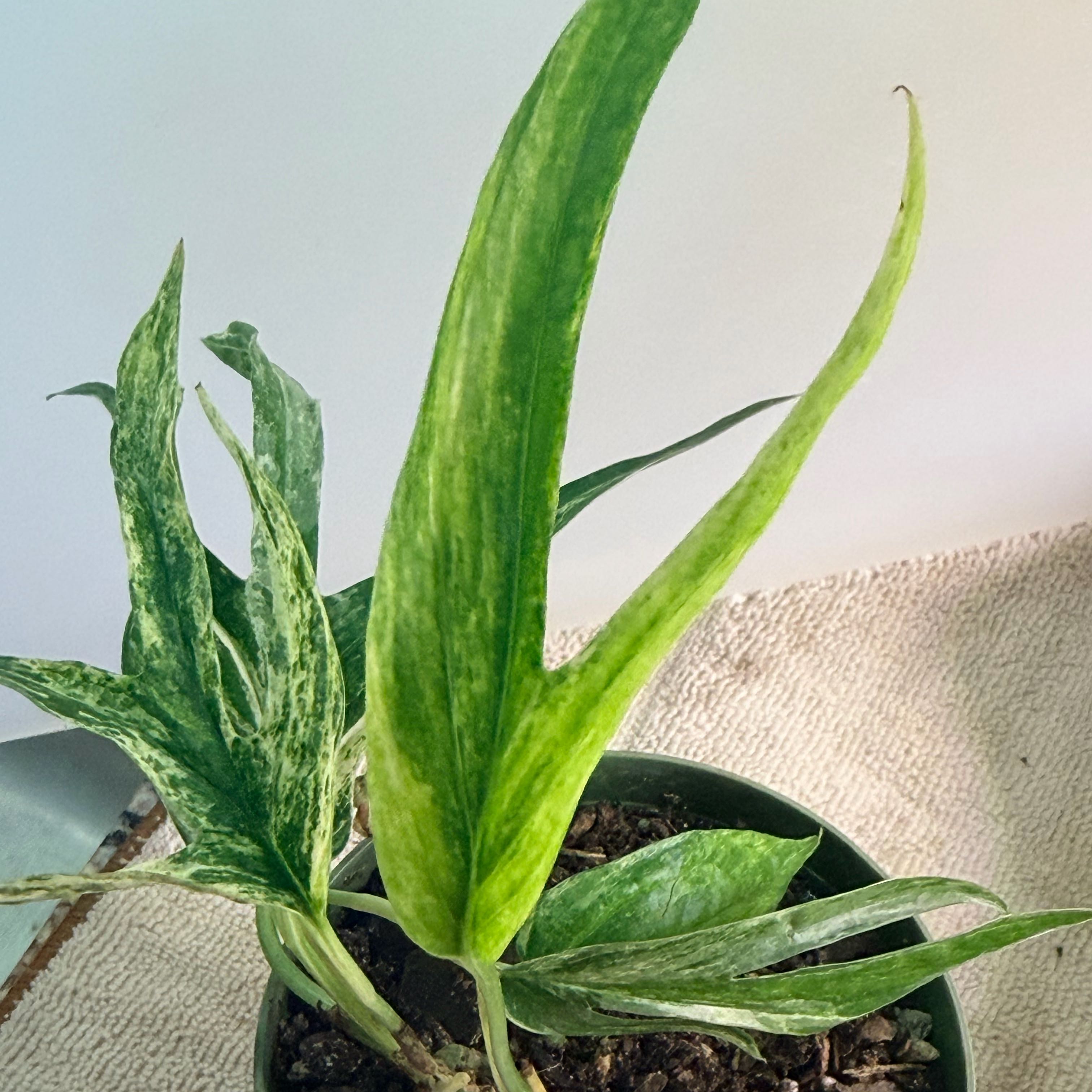 Photo of the plant species zippelianum by @RootWrangler named Zippy on Greg, the plant care app