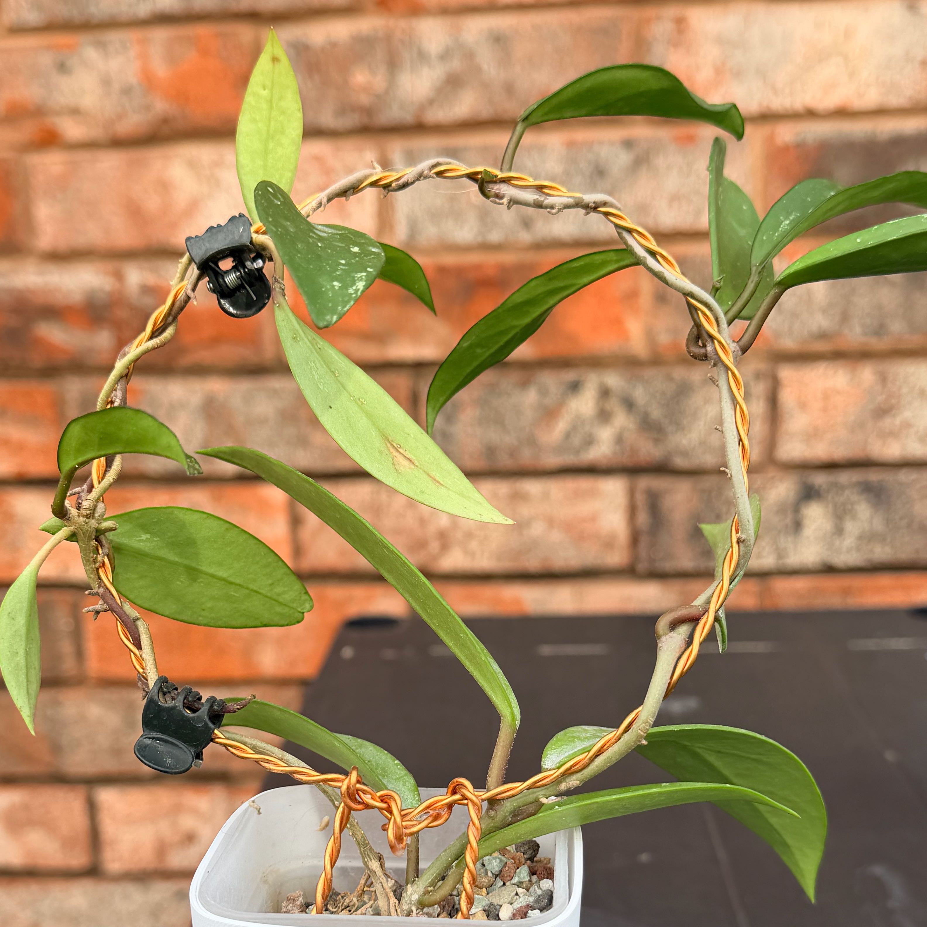 Photo of the plant species Hoya Silver Dollar by @MateriaLeafness named Midas on Greg, the plant care app