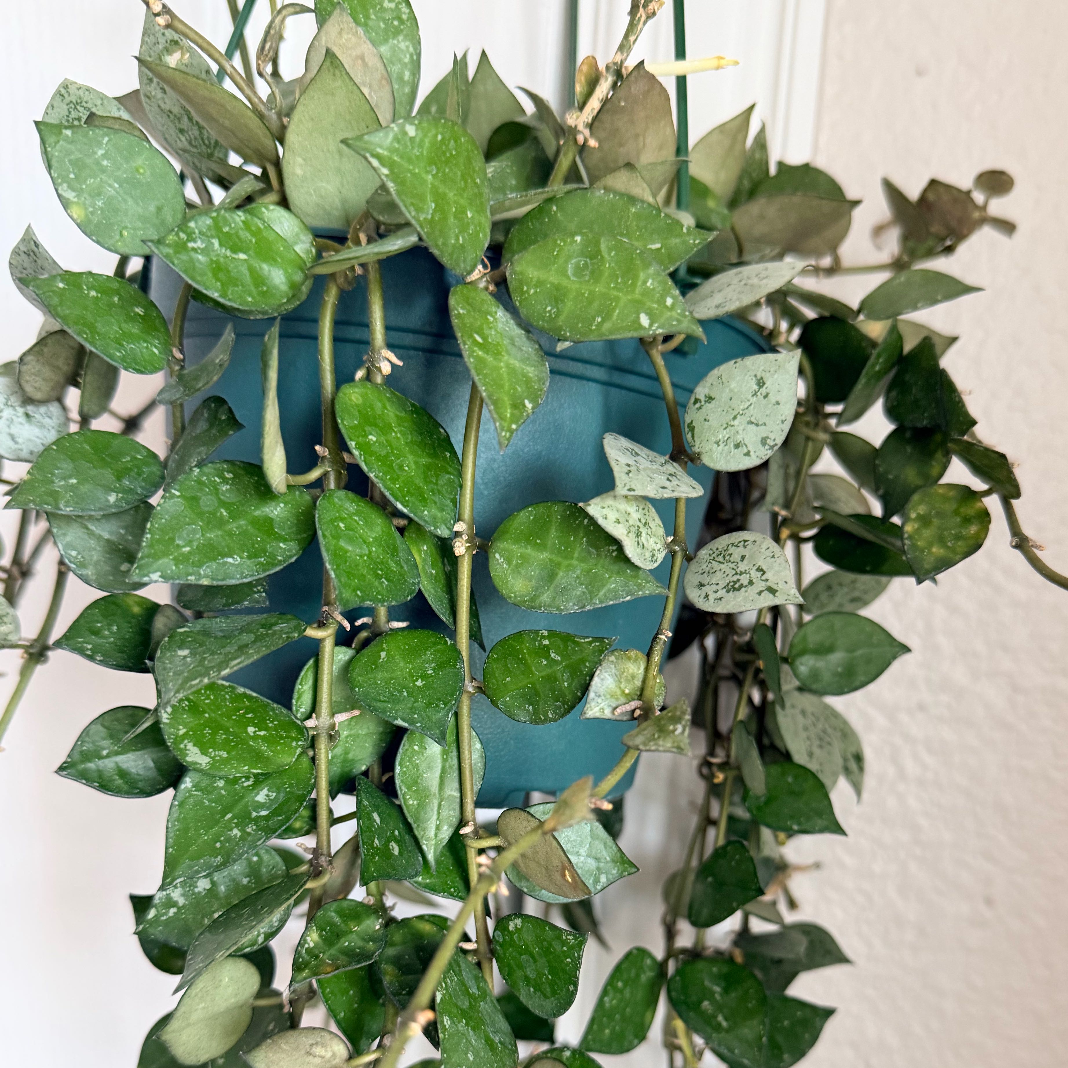 Photo of the plant species Super Silver Hoyaa Krohniana by @MateriaLeafness named Merc aka Mercury on Greg, the plant care app