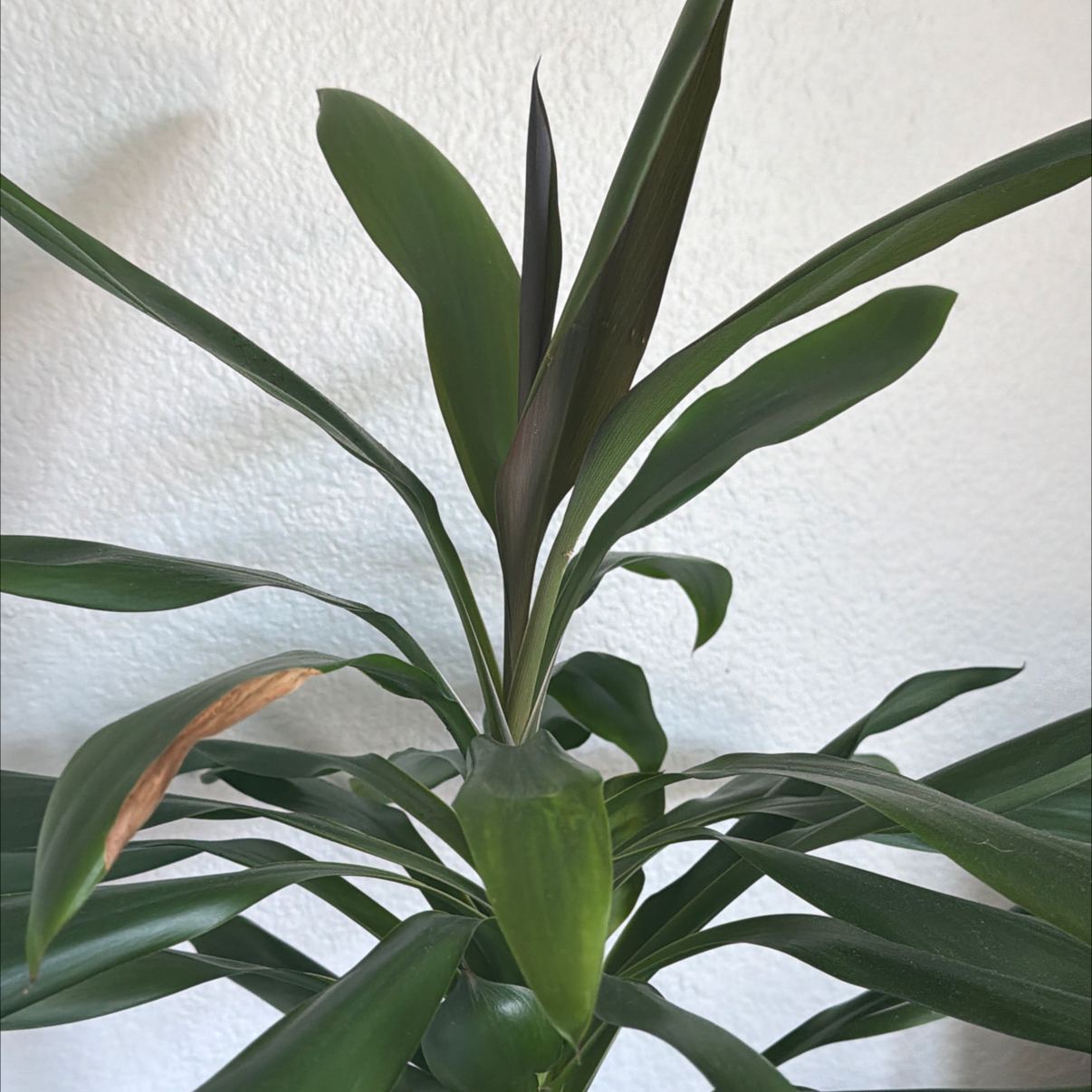 Photo of the plant species Janet Craig Plant by @RootWrangler named Janet on Greg, the plant care app