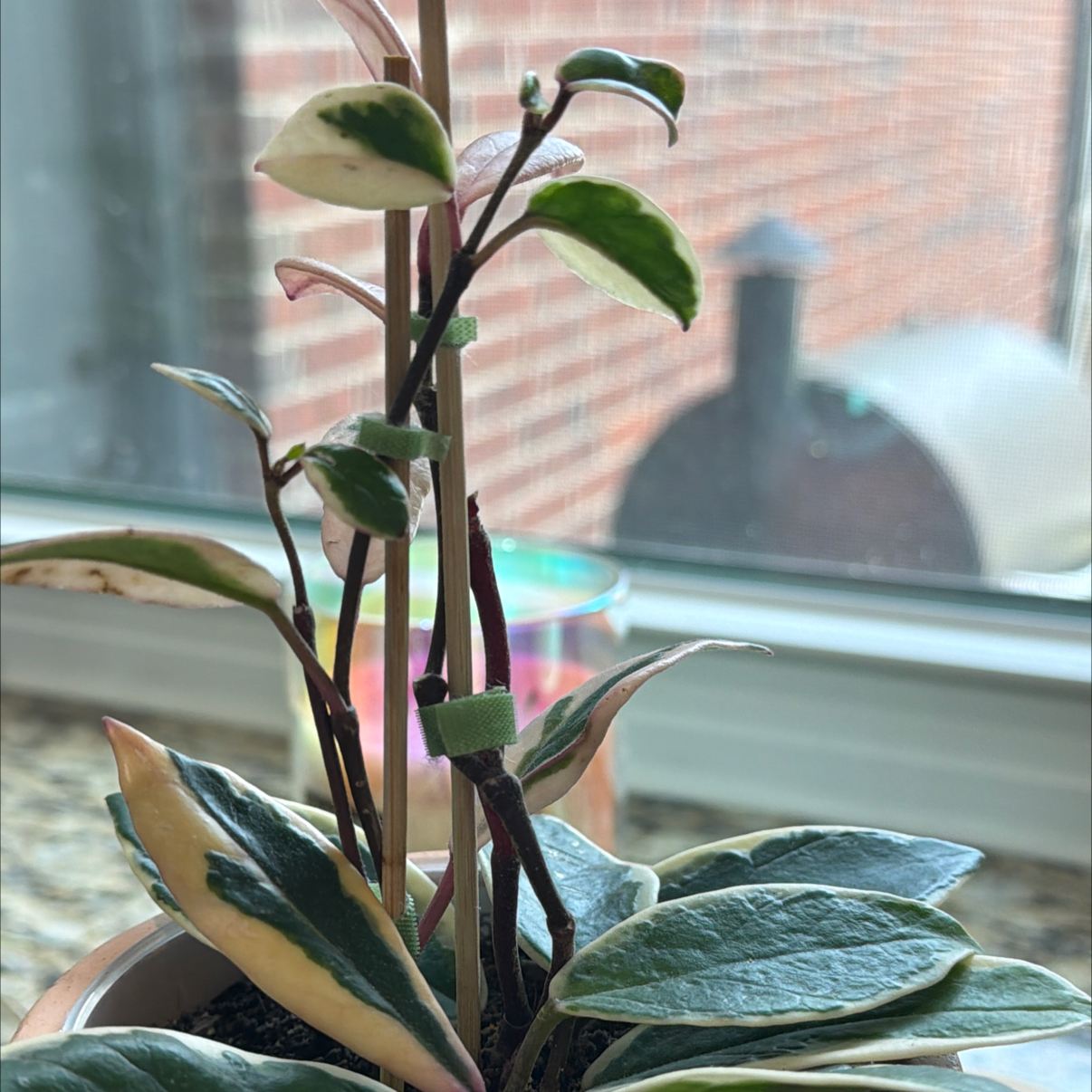 Photo of the plant species Hoya ‘Flamingo Dreams’ by @RootWrangler named Coral on Greg, the plant care app