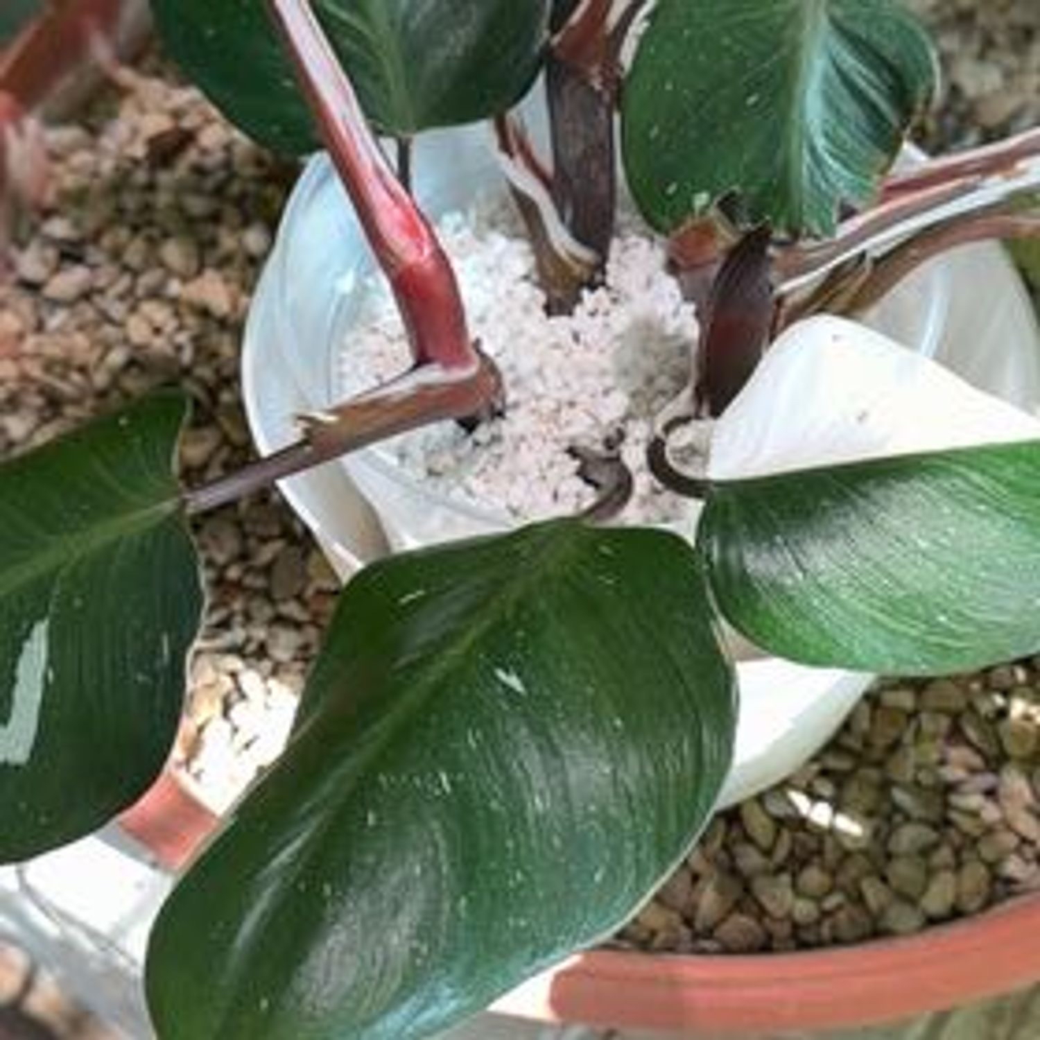 Photo of the plant species White Knight by @MateriaLeafness named Eomer 2 on Greg, the plant care app
