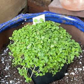 Photo of the plant species Mini Mint Corsican Mint by @ExactSaguaro66 named Demi on Greg, the plant care app