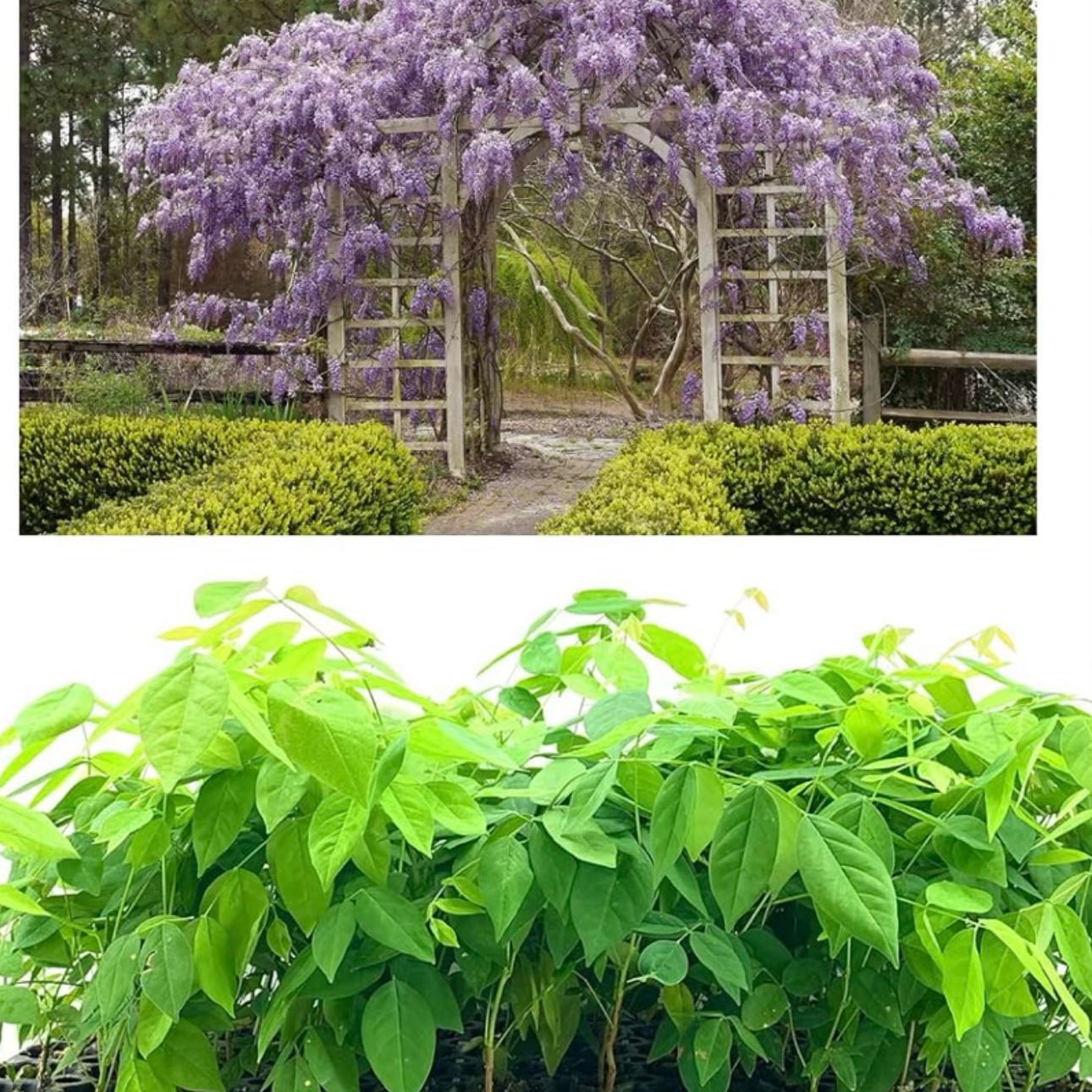 Photo of the plant species Amethyst Falls Wisteria by @FitGladiolus77 named Captain Plant-it on Greg, the plant care app