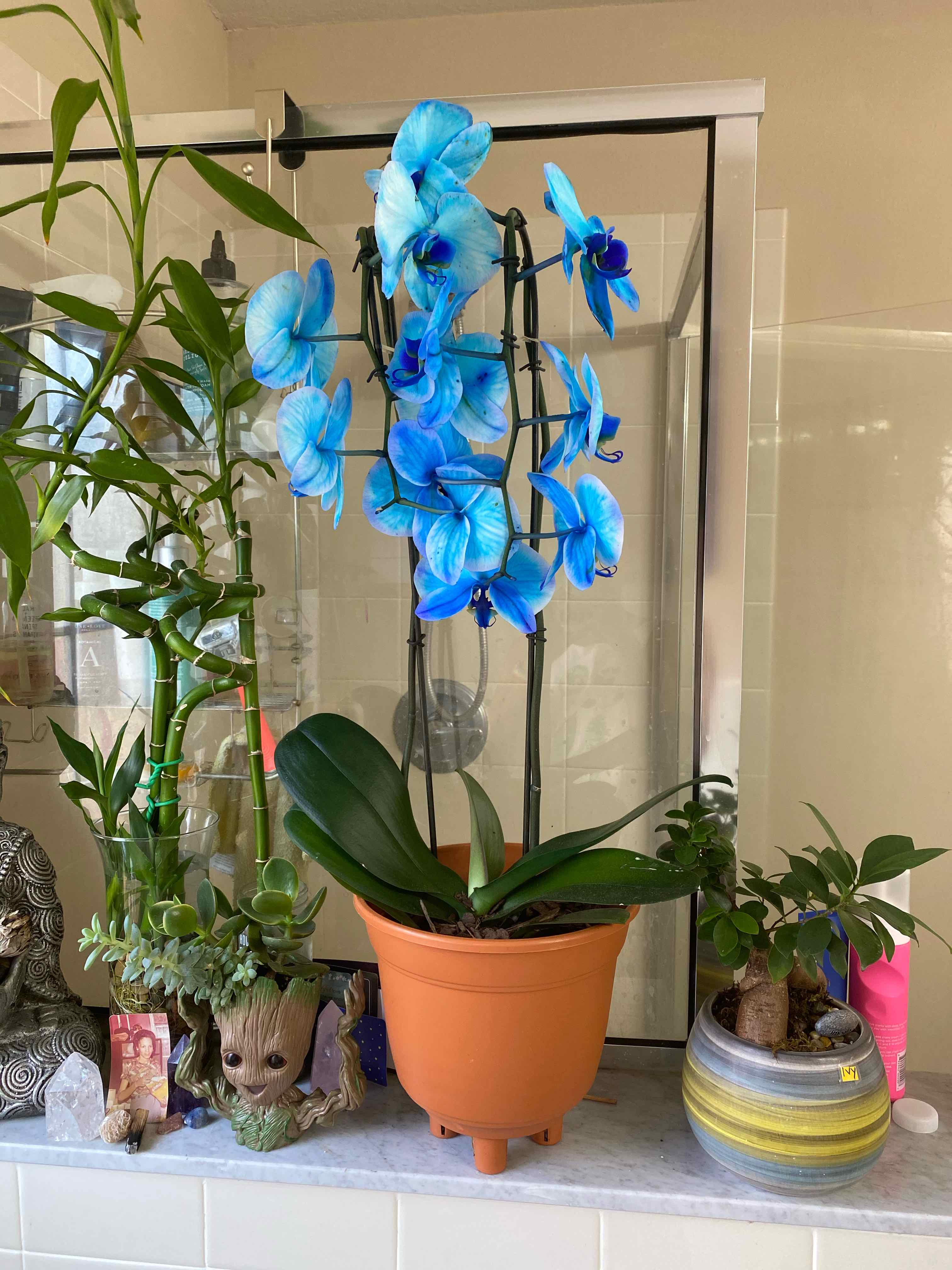 Moon Orchid with vibrant blue flowers in a pot, surrounded by other plants.