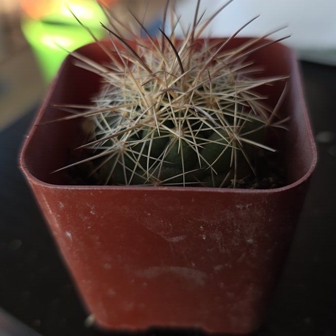 Photo of the plant species Thelocactus by @WinTagetes1 named Darwin on Greg, the plant care app