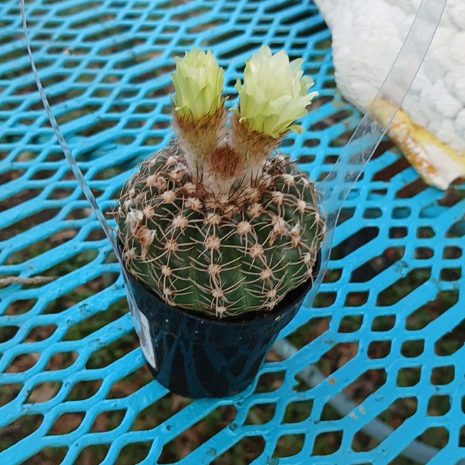 Photo of the plant species Parodia x erubescens by @PiquantColeus named Tree Diddy on Greg, the plant care app