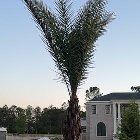 Photo of the plant species Sylvester Palm by @DurableJellycup named Dolores on Greg, the plant care app