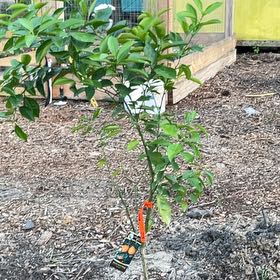 Photo of the plant species Hamlin Sweet Orange Tree by @DollRosysedge92 named Huckleberry Fern on Greg, the plant care app