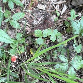 Photo of the plant species Southern Dewberry by @FancyLettuce7 named Girlfrond on Greg, the plant care app