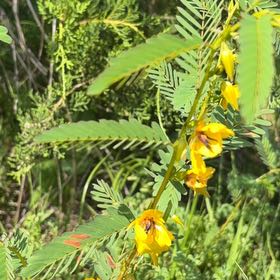 Photo of the plant species Showy Partridgepea by @FancyLettuce7 named Winston on Greg, the plant care app