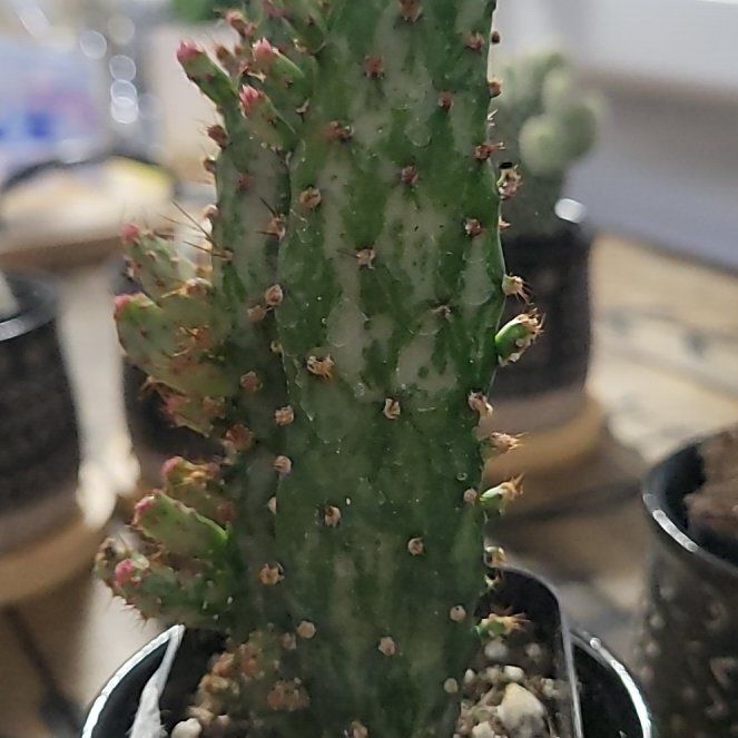 Photo of the plant species Variegated Joseph's Coat Cactus by @AlertMoneytree named Drake on Greg, the plant care app