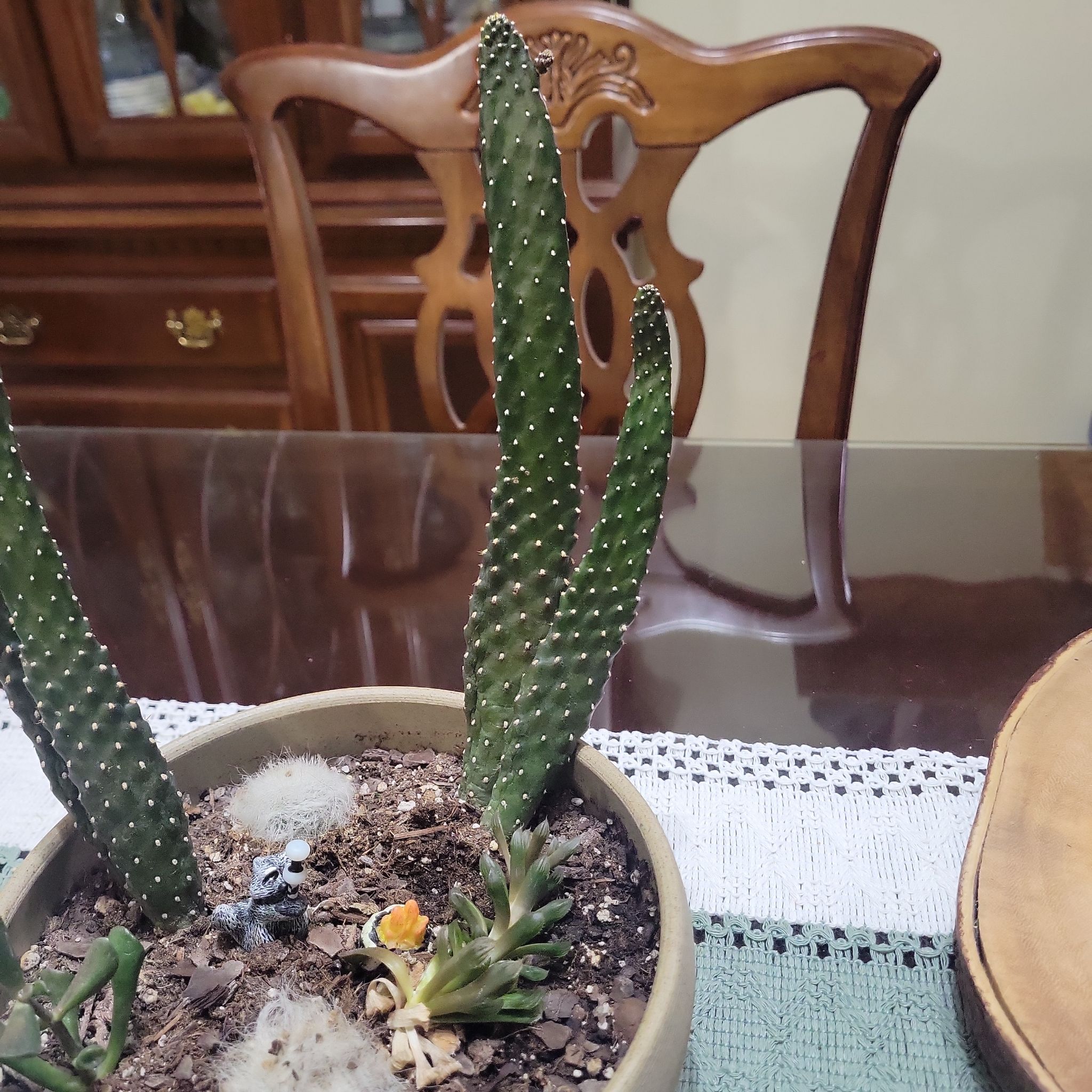 Photo of the plant species Roadkill Cactus by @AlertMoneytree named Athena on Greg, the plant care app