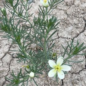 Photo of the plant species Media Sandspurry by @ExactLakesedge named Lebron on Greg, the plant care app