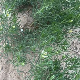 Photo of the plant species Media Sandspurry by @ExactLakesedge named Eva on Greg, the plant care app