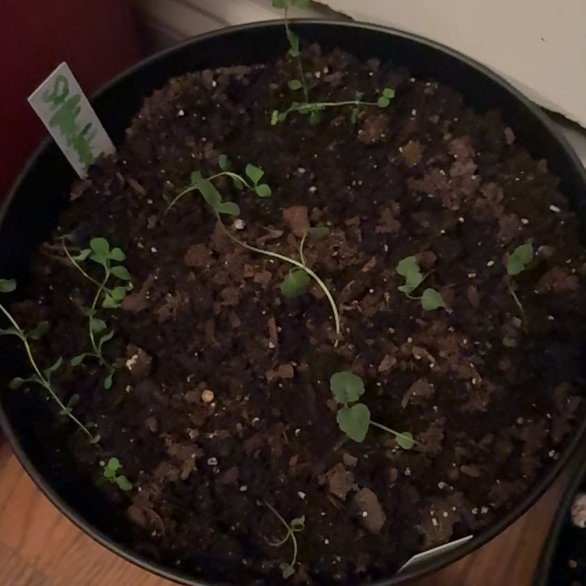 Photo of the plant species St John's Wort by @SuperiorEllisia named Gaga on Greg, the plant care app