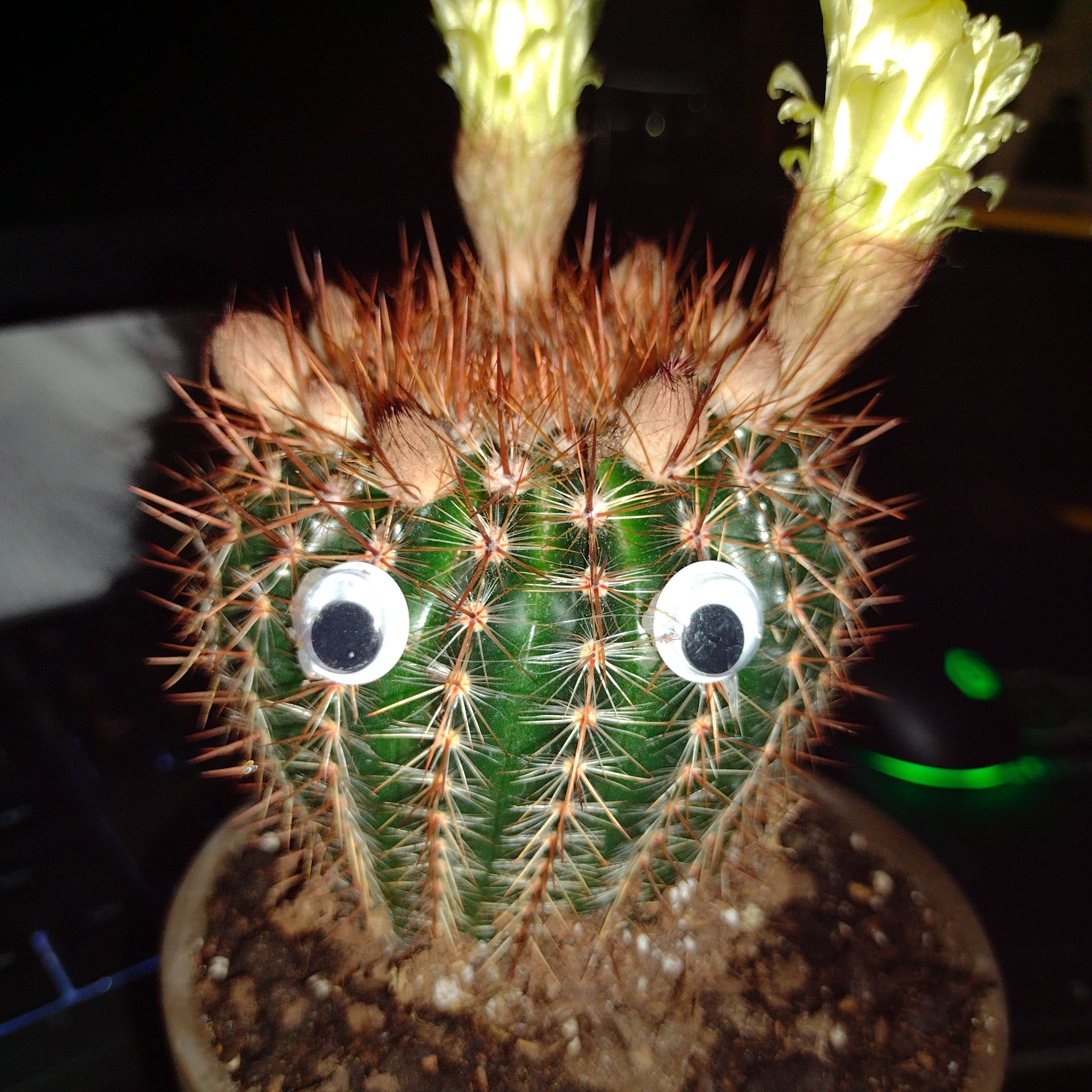 Photo of the plant species Tortuous Notocactus by @cactulover88 named Bourbon on Greg, the plant care app