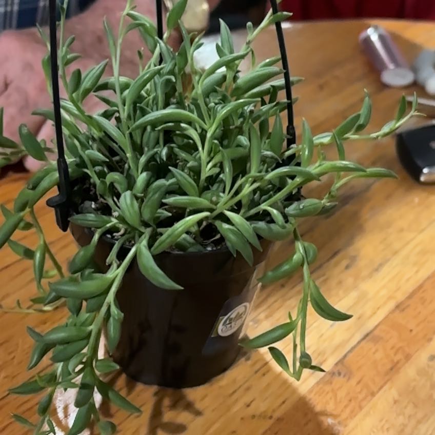 Photo of the plant species Blue Pickle Vine by @AceBookaloe15 named Oscar on Greg, the plant care app
