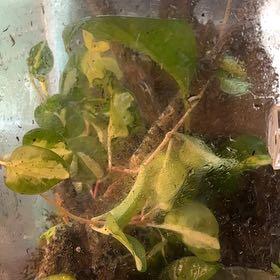 Photo of the plant species Robs Gem by @Nef03 named Harmony on Greg, the plant care app