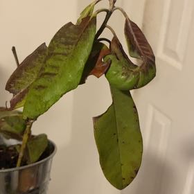 Photo of the plant species allspice by @ComicEllisia named Rastanesh on Greg, the plant care app