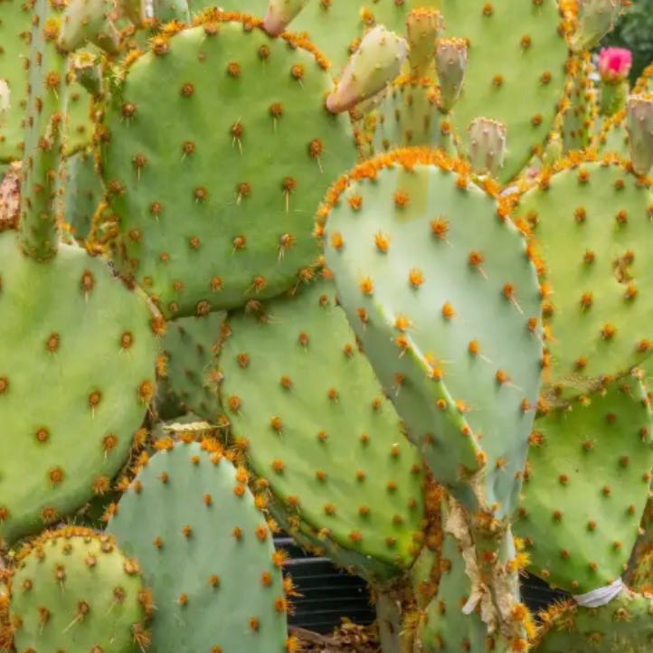 Photo of the plant species Dollar-Joint Prickly Pear by @HeartyRuby69 named Orwell on Greg, the plant care app
