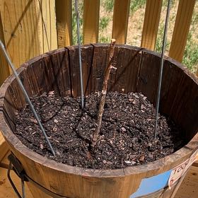 Photo of the plant species Latham Raspberry by @LeadCatgrass25 named Jessie on Greg, the plant care app
